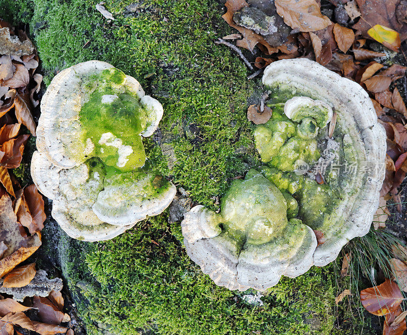 木耳(gibbosa Trametes)